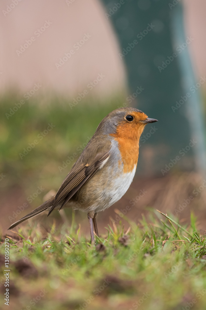 European Robin, Erithacus rubecula, Robin, Birds European Robin, Erithacus rubecula, Robin, Birds