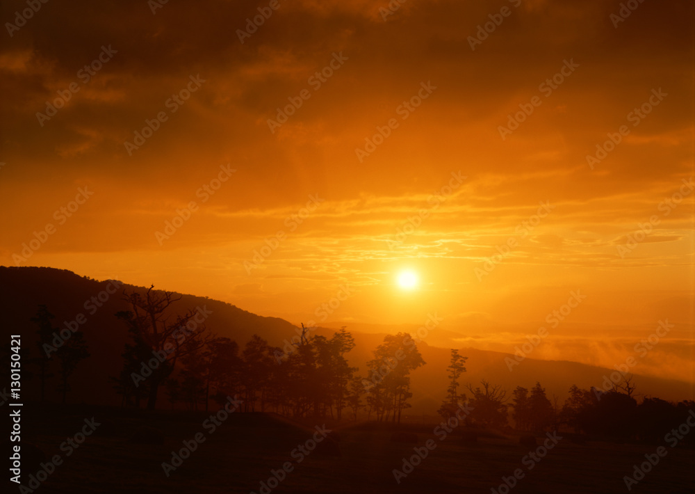 custom made wallpaper toronto digitalMorning Glow