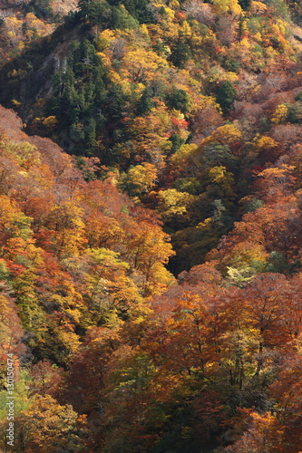 紅葉の山腹