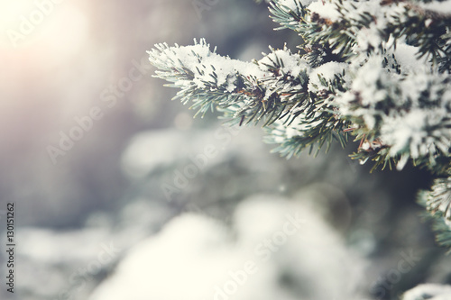 Fir Branch With Snow And Sun Flare During Winter