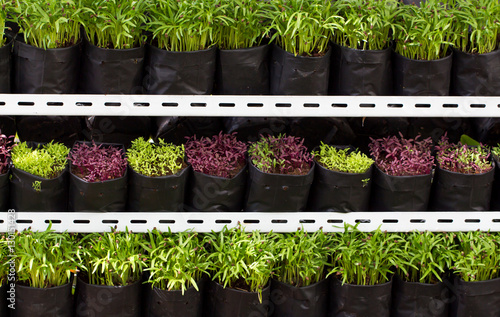 Young vegetables on shelf 