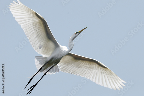 Great Egret flying with wings spread.