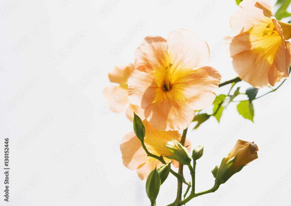 Trumpet creeper Trumpet creeper