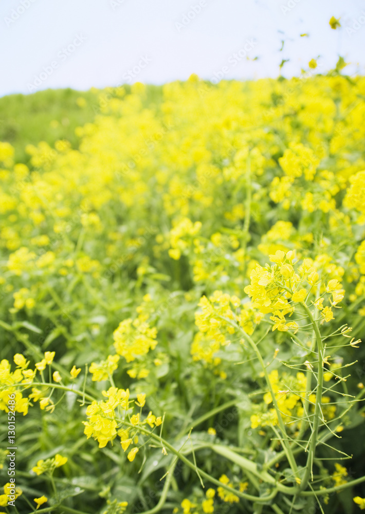 Mustard Field 