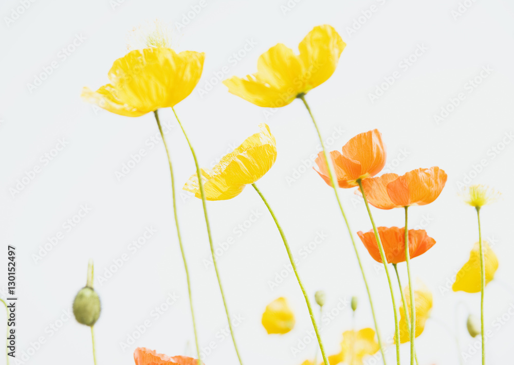 Obraz premium Poppy field