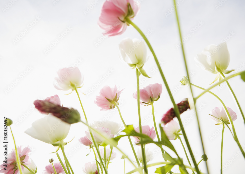 Ranunculus and Crimson clover Ranunculus and Crimson clover