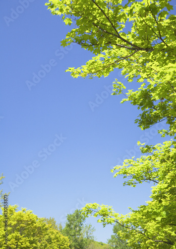 Blue sky and trees