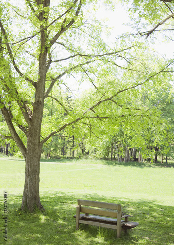 A bench under the shade of the trees