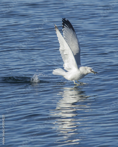 Seagull makes a splash taking flight.