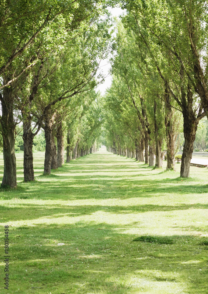 Fototapeta premium Tree-lined street