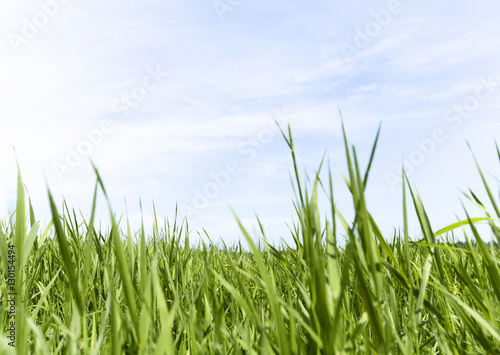 Blue sky and wild grass