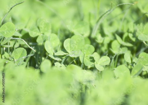 Принти на полотні Clover