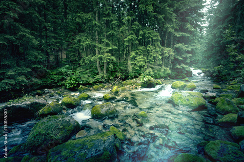 Fototapeta Naklejka Na Ścianę i Meble -  River in the dark forest.