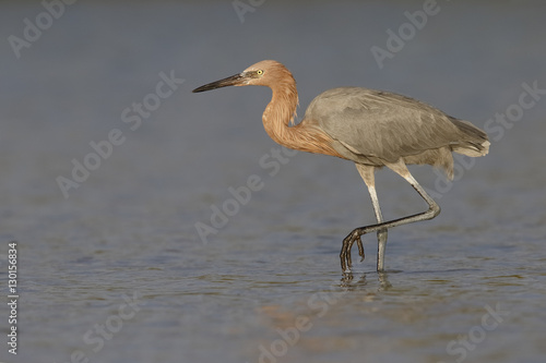 Reddish Egret stalking its prey in a lagoon - Florida © Brian Lasenby