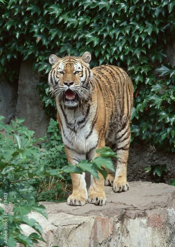Fototapeta Naklejka Na Ścianę i Meble -  Tiger