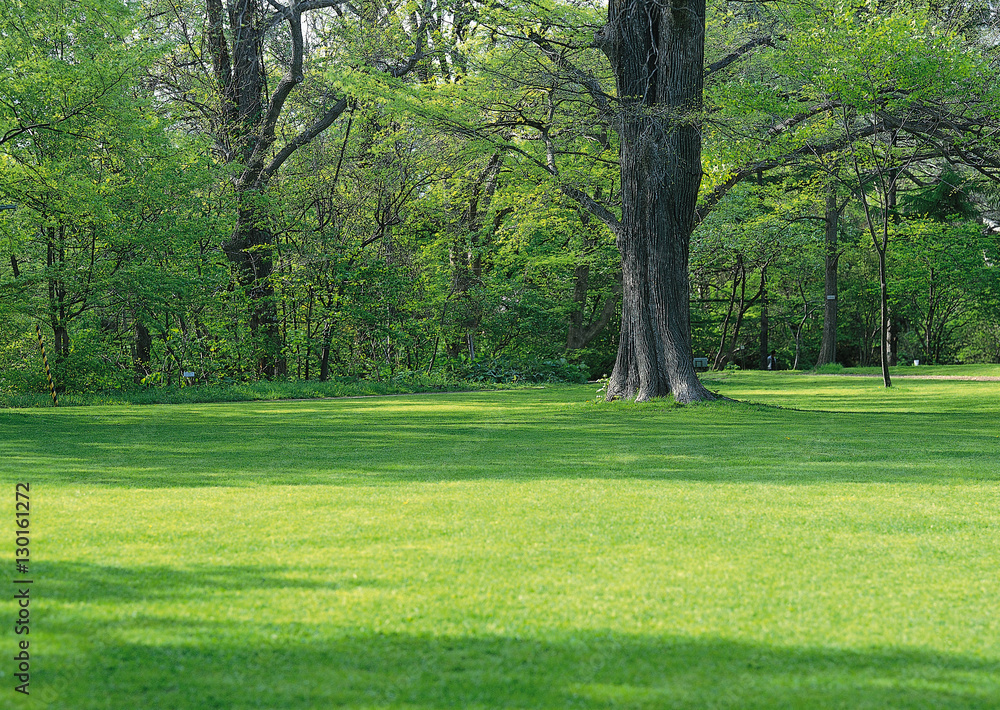 Lawn Lawn