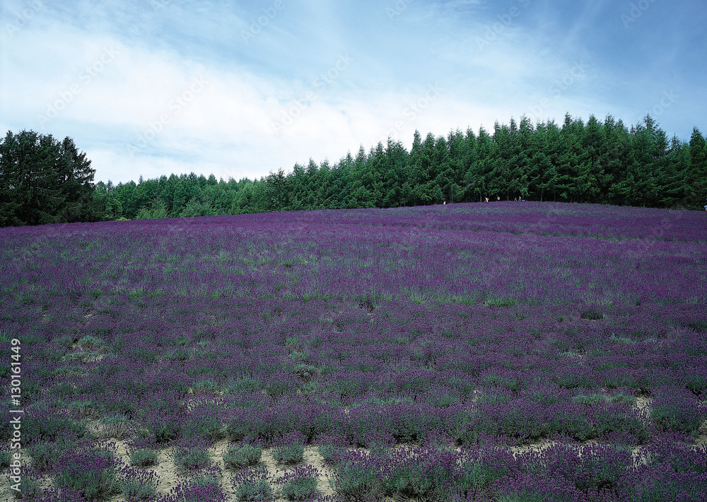 Lavender Field Lavender Field