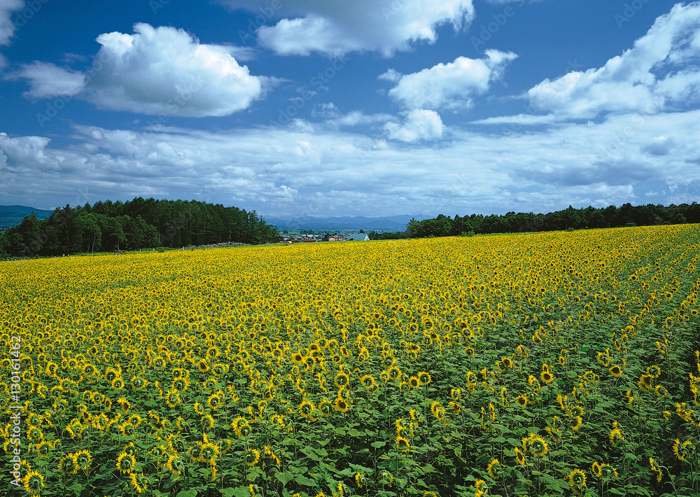 Obraz premium Sunflower Field