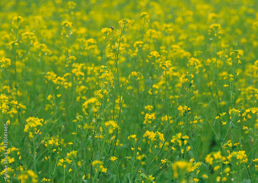 Fototapeta premium Field Mustard