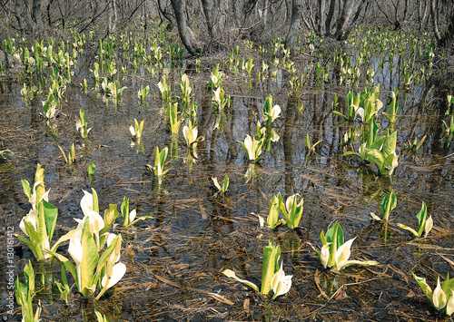 фотографія Japanese Skunk Cabbage