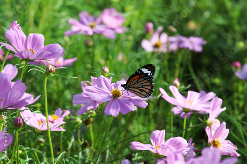 Butterfly with flower Cosmos. © akekalak
