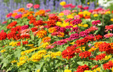 Colorful Zinnia flowers blooming in garden.
