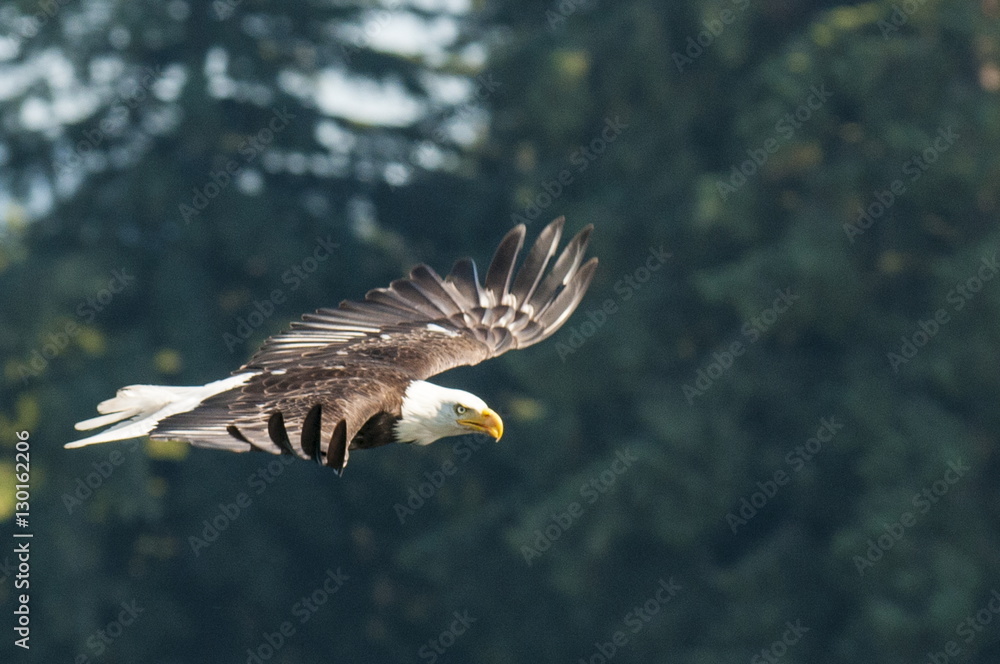 Bald eagle (Haliaeetus leucocephalus) near Prince Rupert, British Columbia, Canada 