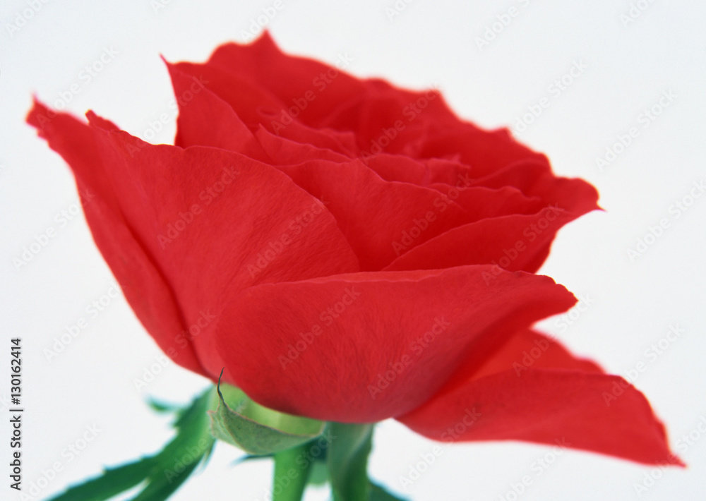 Rose Rose