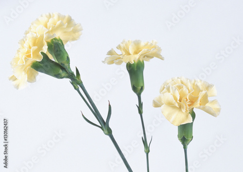 Carnation