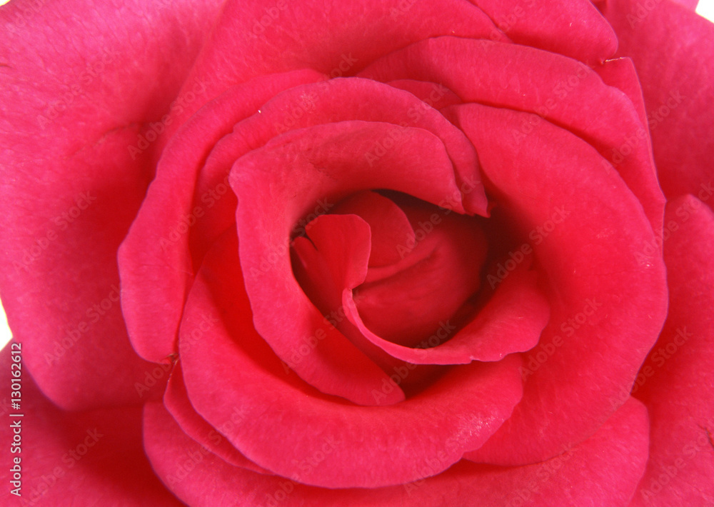 Naklejka premium Rose