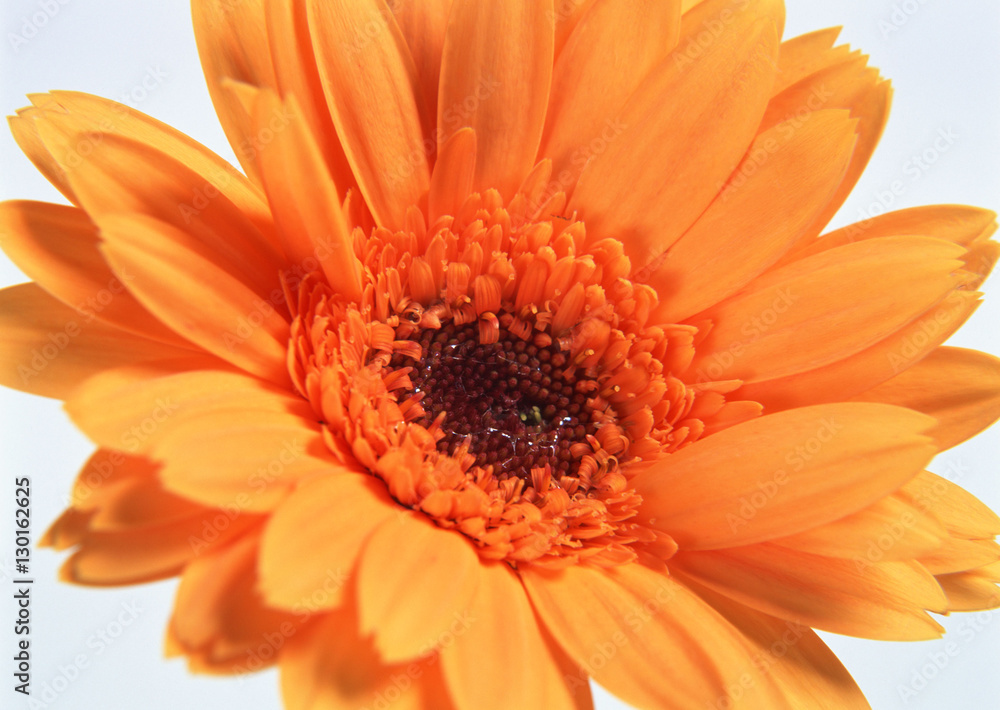 Gerbera Gerbera