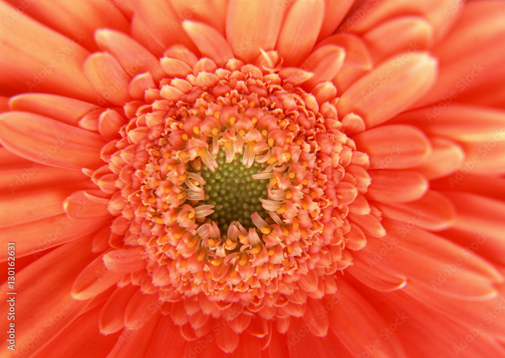 Gerbera Gerbera