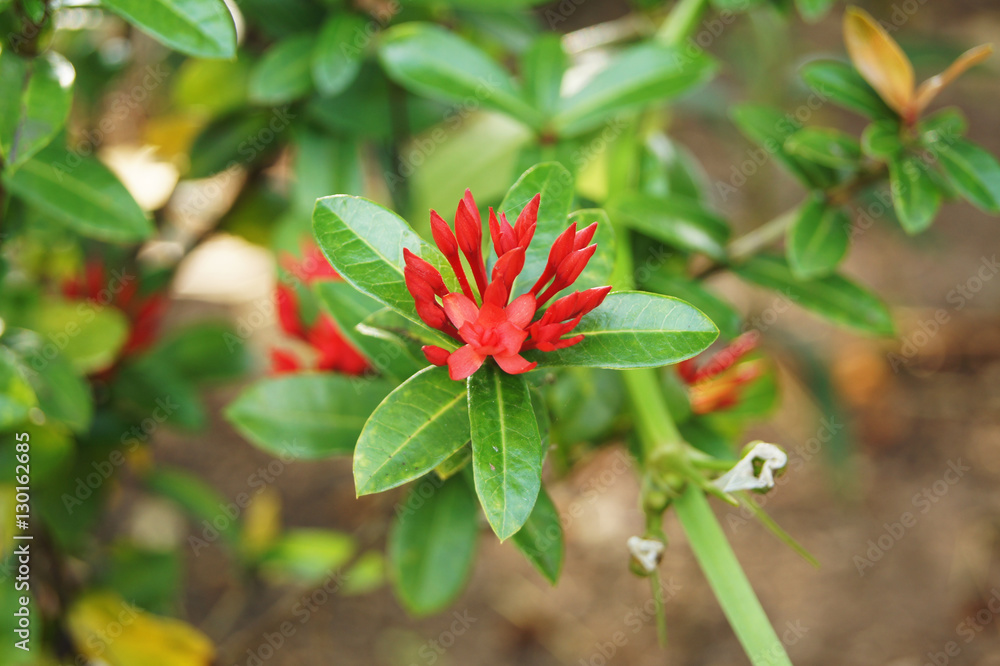 Flower in garden. Flower in garden.