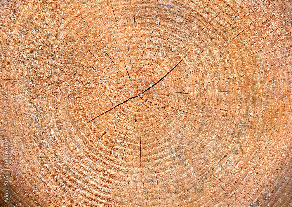 Naklejka premium Annual Ring