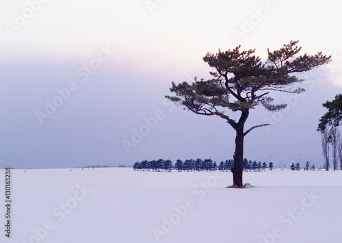 Snowy Field and Tree