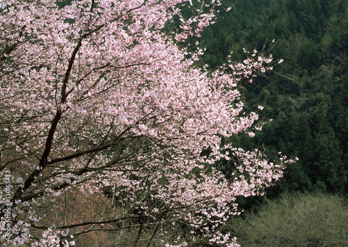 Wallpaper Mural Cherry Blossom Torontodigital.ca