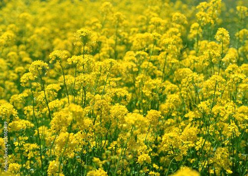 Field Mustard