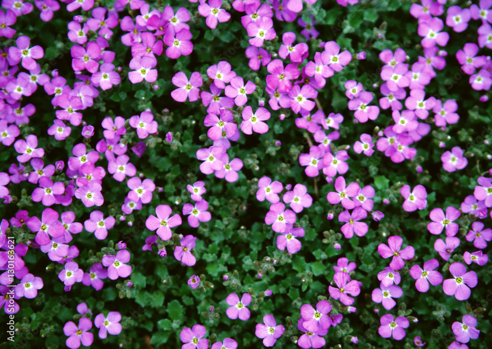 Fototapeta premium Ground Pink