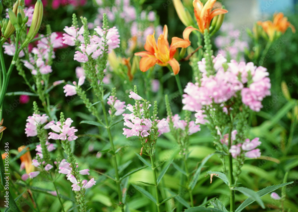 Obedient Plant Obedient Plant