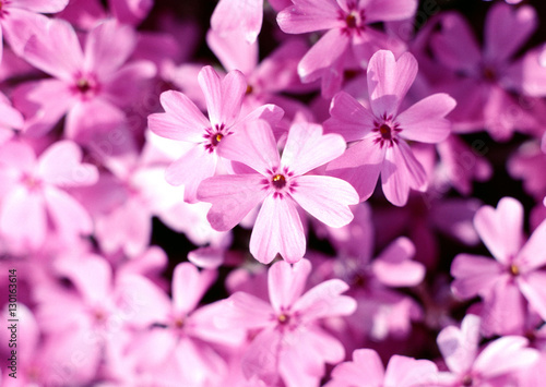 Ground Pink