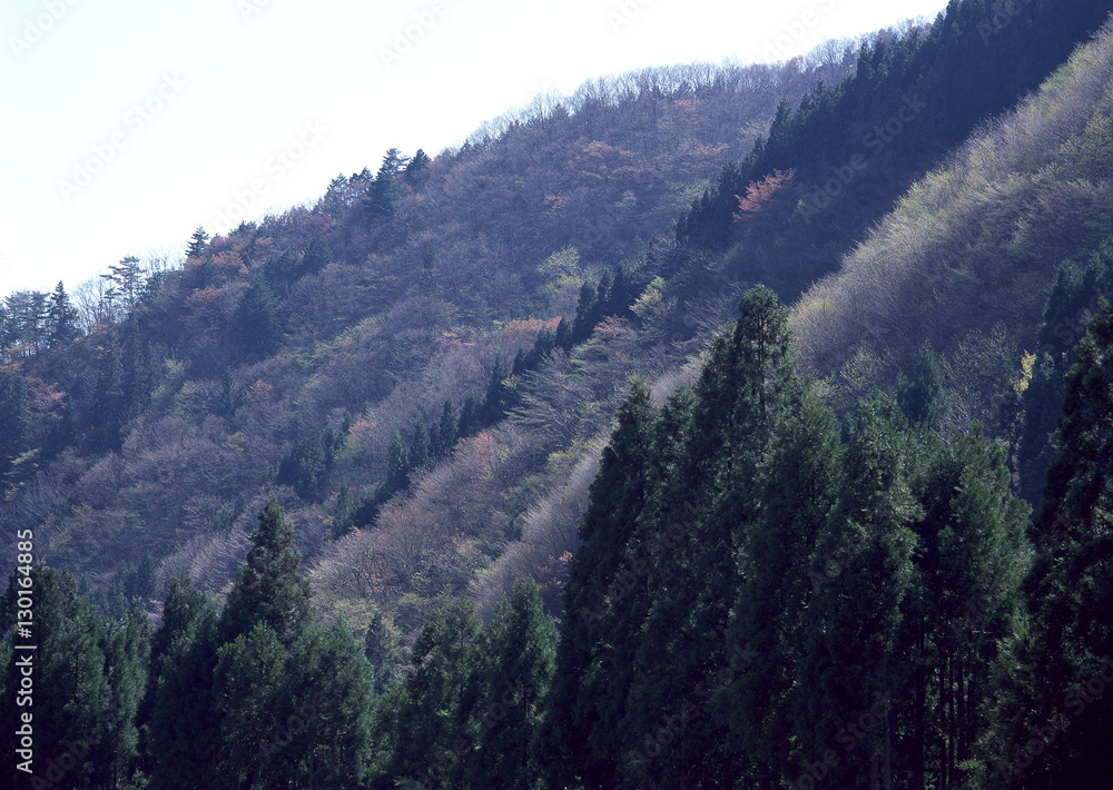 Obraz premium Forest