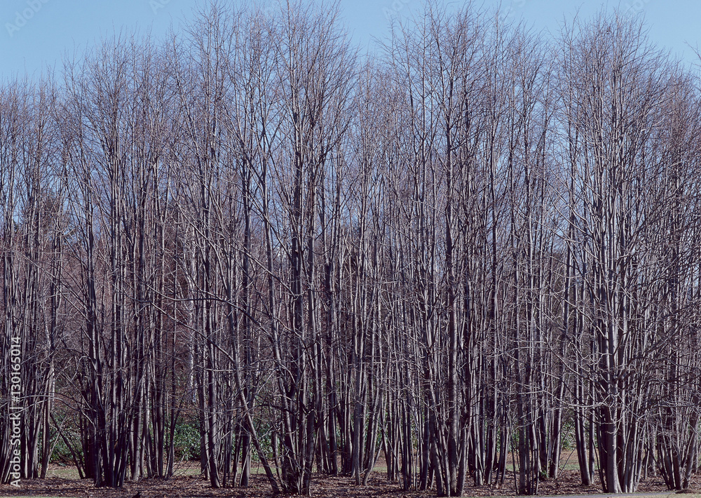 Fototapeta premium Forest