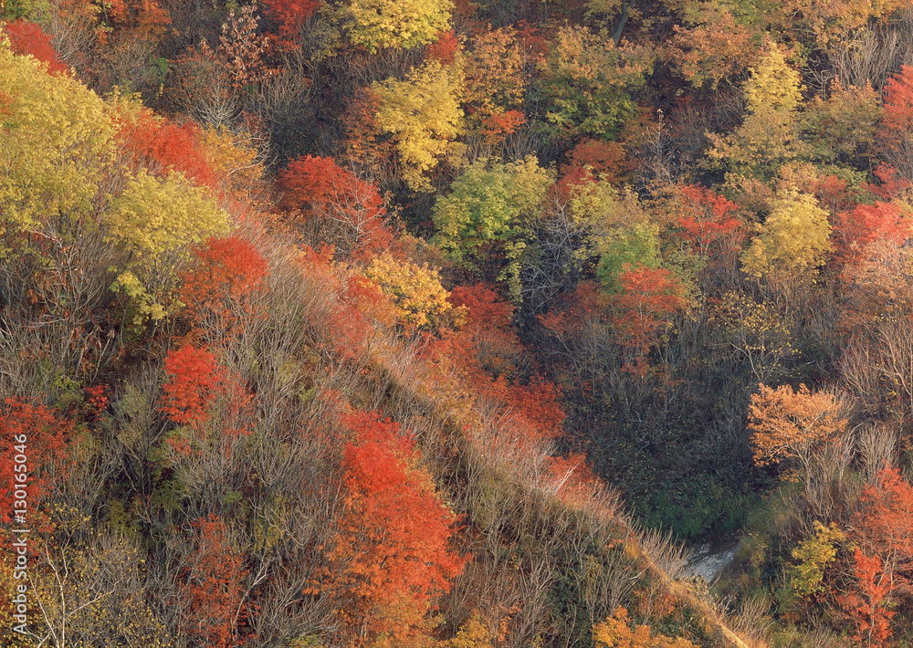 Colored Leaves