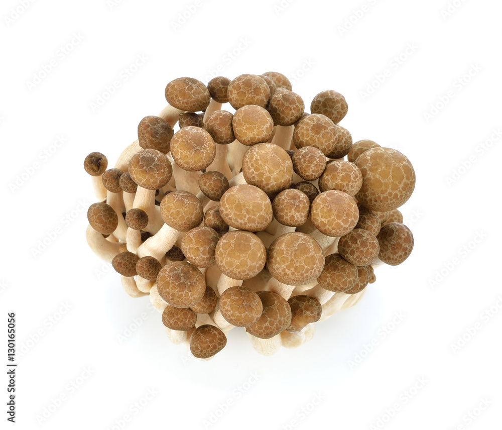 Brown beech mushrooms, Shimeji mushroom, Edible mushroom isolate Brown beech mushrooms, Shimeji mushroom, Edible mushroom isolate