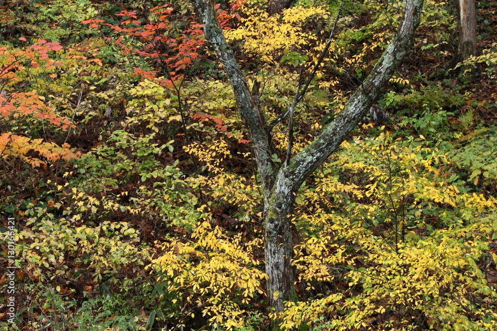 雑木林の紅葉