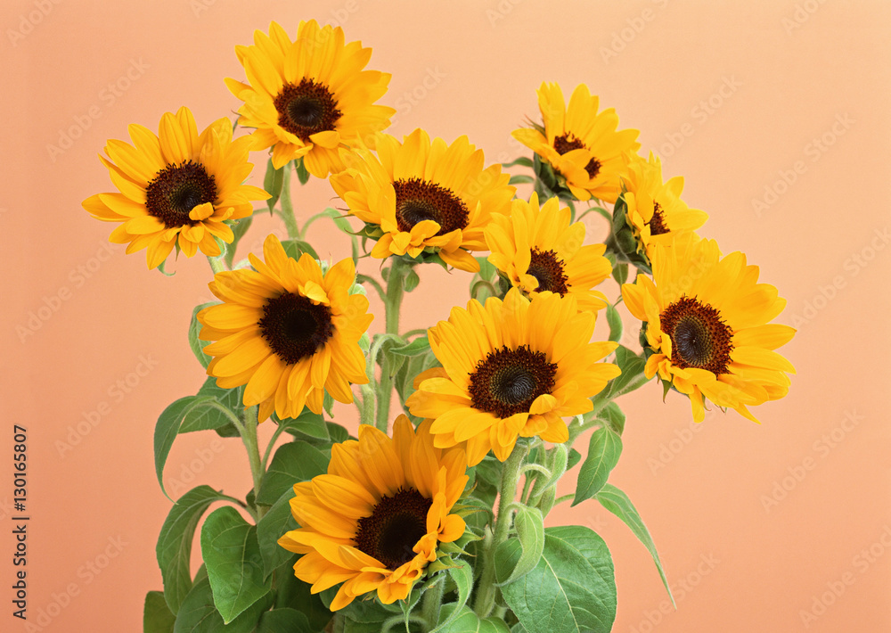Obraz premium Sunflower