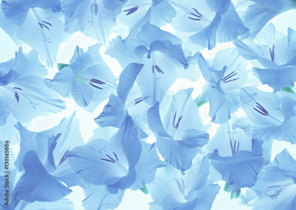 Gladiolus Gladiolus
