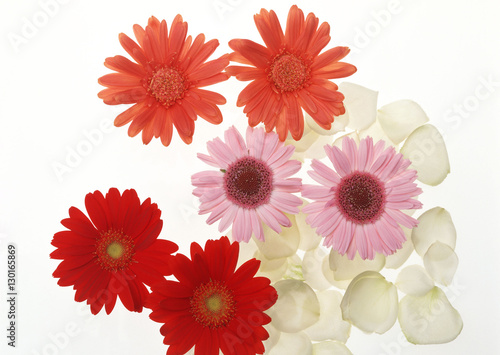 Gerbera