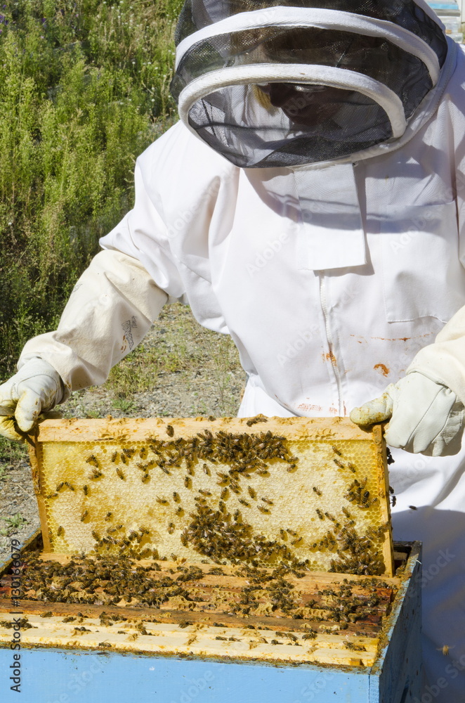 Bee keeping at Arlo's Honey Farm, Kelowna, British Columbia, Canada Bee keeping at Arlo's Honey Farm, Kelowna, British Columbia, Canada
