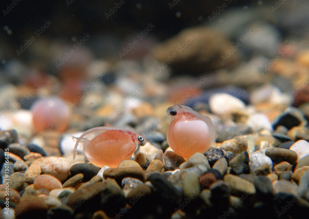 Fry of Salmon